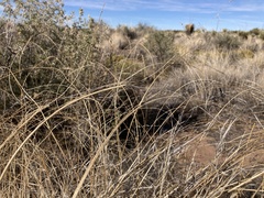 Sporobolus flexuosus