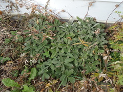 Potentilla gracilis