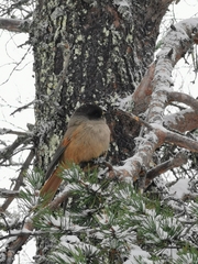 Perisoreus infaustus