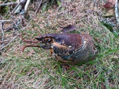 Homarus americanus
