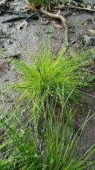 Isolepis levynsiana