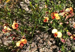 Dillwynia hispida