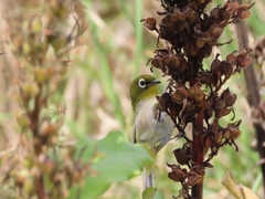 Zosterops virens capensis