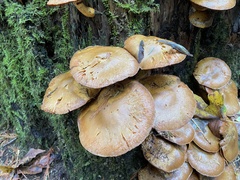 Gymnopilus ventricosus