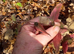 Symphyotrichum anomalum