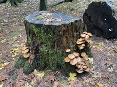 Gymnopilus ventricosus