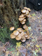 Gymnopilus ventricosus