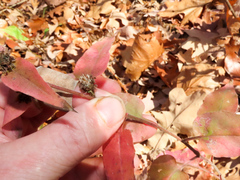 Symphyotrichum anomalum