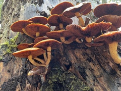 Gymnopilus ventricosus