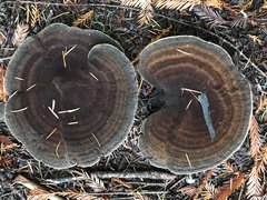 Phaeolus
