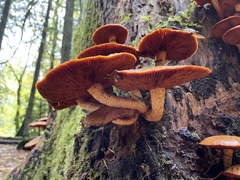 Gymnopilus ventricosus