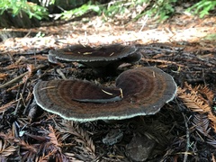 Phaeolus