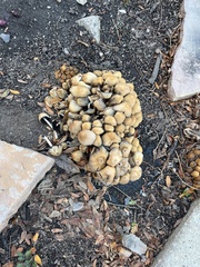 Coprinellus micaceus