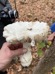 Amanita cokeri
