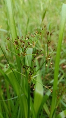 Juncus planifolius
