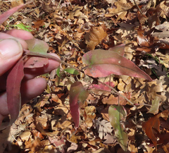 Symphyotrichum anomalum