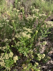 Ozothamnus retusus
