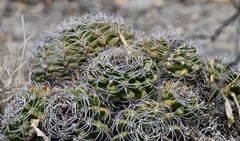 Gymnocalycium mostii