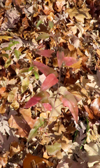 Symphyotrichum anomalum