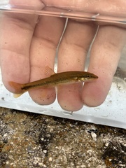 Rhinichthys cataractae