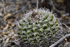 Gymnocalycium mostii