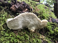Fomitopsidaceae