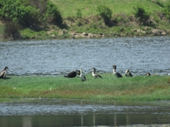 Phalacrocorax carbo lucidus