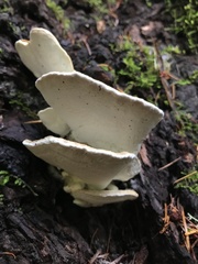 Fomitopsidaceae