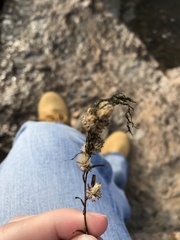 Euthamia gymnospermoides