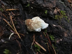 Fomitopsidaceae