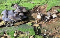 Mycena leptocephala