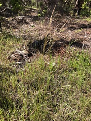 Austrostipa flavescens
