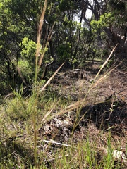 Austrostipa flavescens