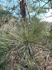 Pinus torreyana