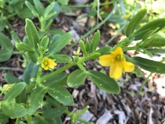 Roepera billardierei