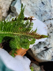 Polystichum scopulinum