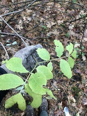 Sambucus canadensis