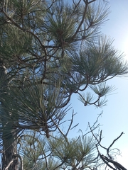 Pinus torreyana
