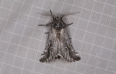 Ursia noctuiformis