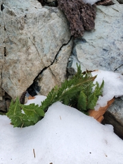 Polystichum scopulinum
