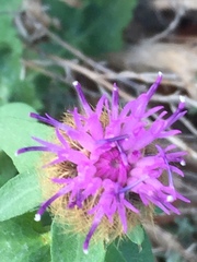 Centaurea pectinata