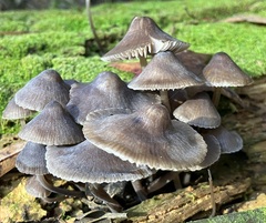 Mycena leptocephala