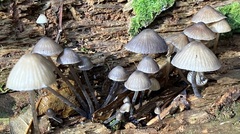 Mycena leptocephala