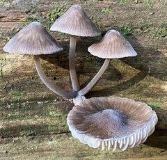Mycena leptocephala