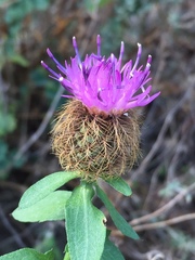 Centaurea pectinata