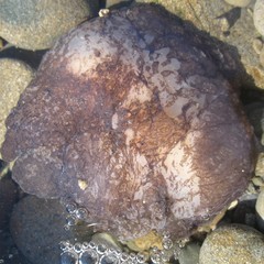 Pleurobranchaea maculata