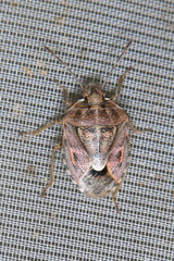 Holcogaster fibulata