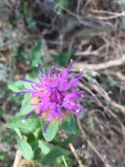 Centaurea pectinata