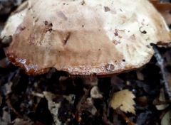 Hebeloma crustuliniforme