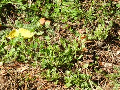 Biserrula pelecinus